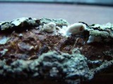 Gloeoporus dichrous image