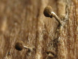 Phleogena faginea image