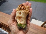 Morchella esculentoides image