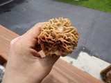 Morchella esculentoides image