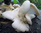 Pleurotus populinus image