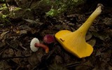 Gyroporus purpurinus image