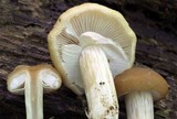 Agrocybe acericola image