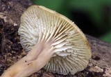 Lentinellus subaustralis image