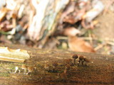 Phleogena faginea image
