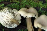 Lentinellus subaustralis image