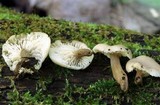 Lentinellus subaustralis image
