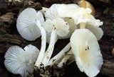 Hemimycena cucullata image