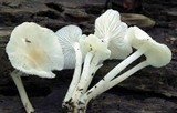Hemimycena cucullata image