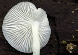 Hemimycena cucullata image