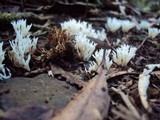 Ramariopsis kunzei image