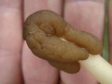 Verpa conica image