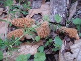Morchella americana image