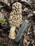 Morchella americana image
