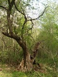 Morchella americana image