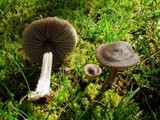 Entoloma sericeum image