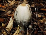 Coprinellus flocculosus image