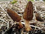 Morchella importuna image