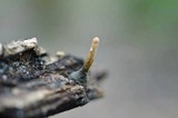 Xylaria cubensis image