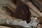 Hexagonia hydnoides image