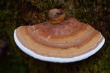 Ganoderma zonatum image