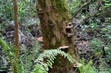 Ganoderma zonatum image