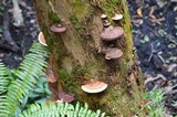 Ganoderma zonatum image