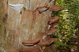 Ganoderma zonatum image