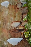 Ganoderma zonatum image