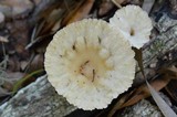 Cymatoderma caperatum image