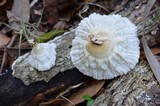 Cymatoderma caperatum image