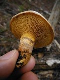 Suillus decipiens image