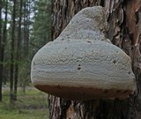 Fomitopsis officinalis image