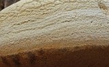 Fomitopsis officinalis image