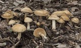 Agrocybe sororia image