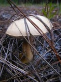 Tylopilus rhoadsiae image