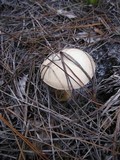 Tylopilus rhoadsiae image