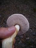 Tylopilus rhoadsiae image