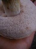 Tylopilus rhoadsiae image