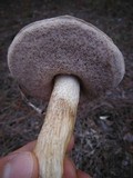 Tylopilus rhoadsiae image