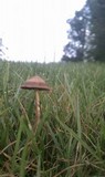 Panaeolus subbalteatus image
