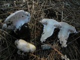 Cortinarius magnivelatus image