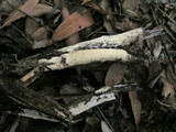 Steccherinum ochraceum image
