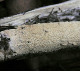 Steccherinum ochraceum image