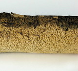 Steccherinum ochraceum image