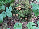 Kuehneromyces lignicola image