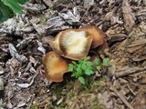 Kuehneromyces lignicola image