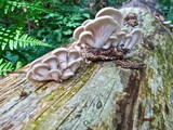 Pleurotus pulmonarius image