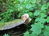 Pleurotus pulmonarius image