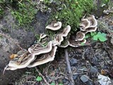 Trametes hirsuta image